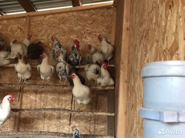 Куры несушки
