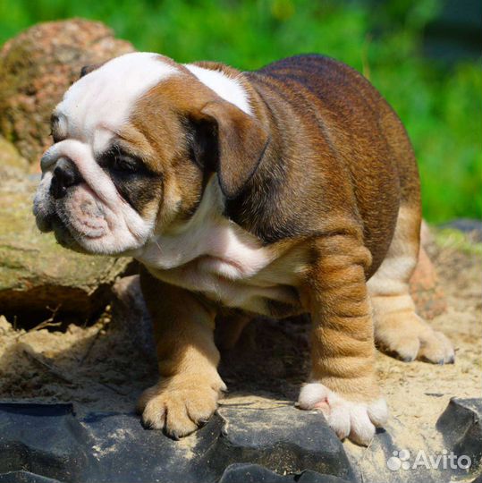 Английский бульдог,прекрасные девочки