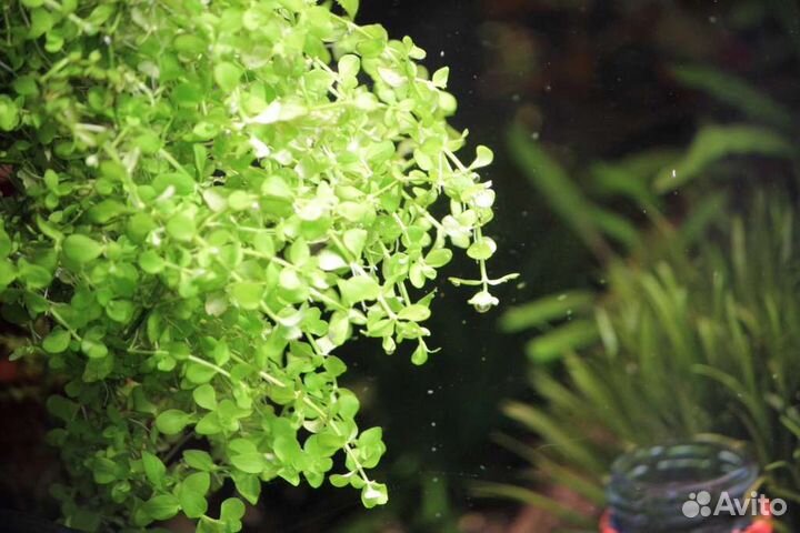 Аквариумные растения с доставкой по РФ