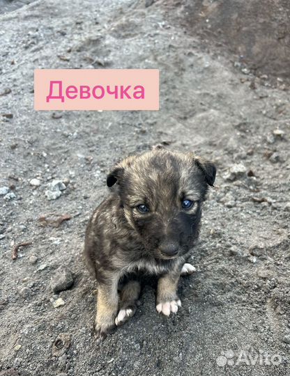 Щенки ищут дом