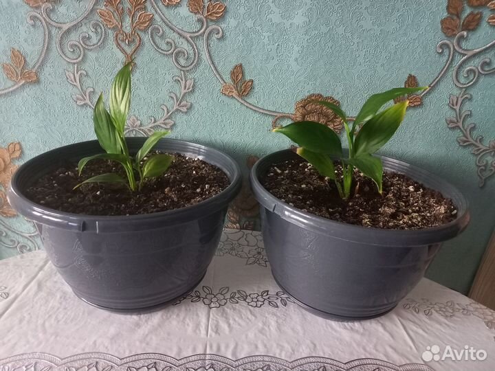 Спатифиллум