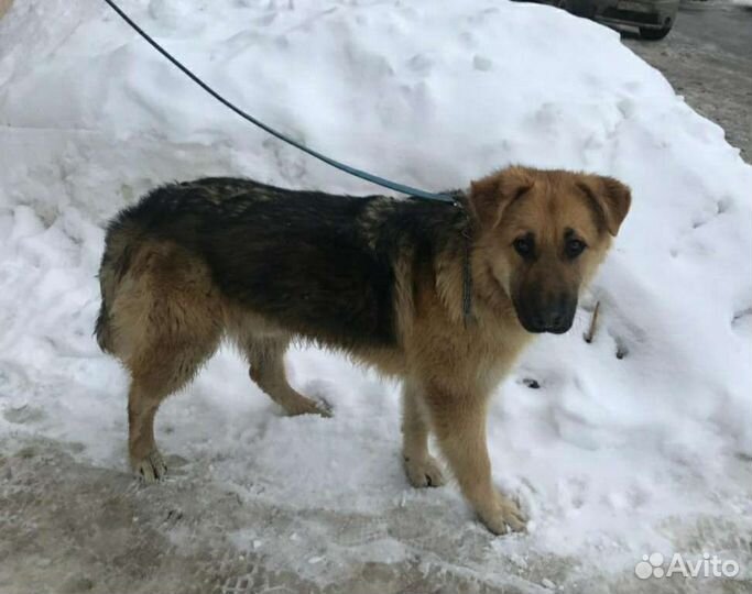 Молодой кобель в добрые руки, 10 месяцев