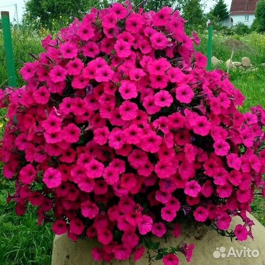 Кализия розовая пантера