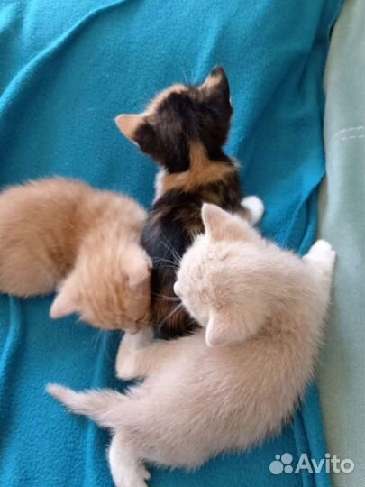 Котята в добрые руки бесплатно