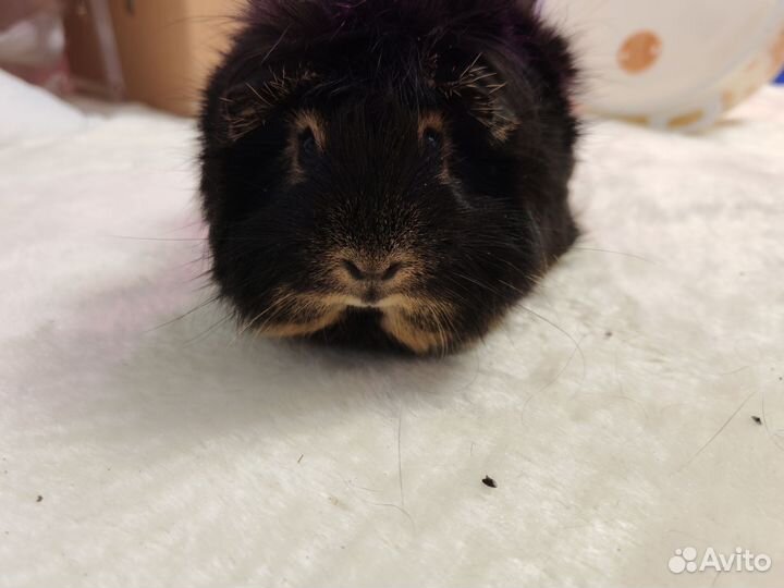 Морская свинка