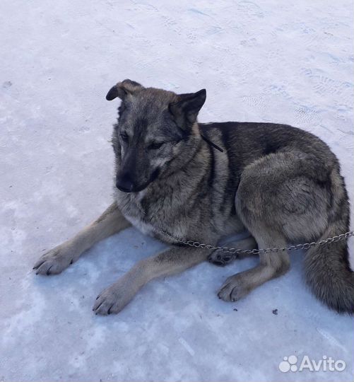 Беспородные