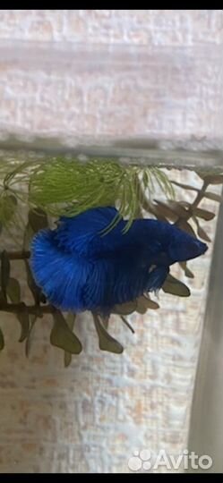 Рыбка петушок самец