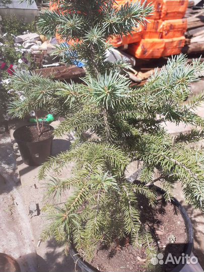 Голубая елочка