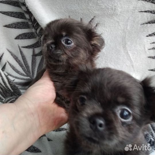 Щенки чихуахуа