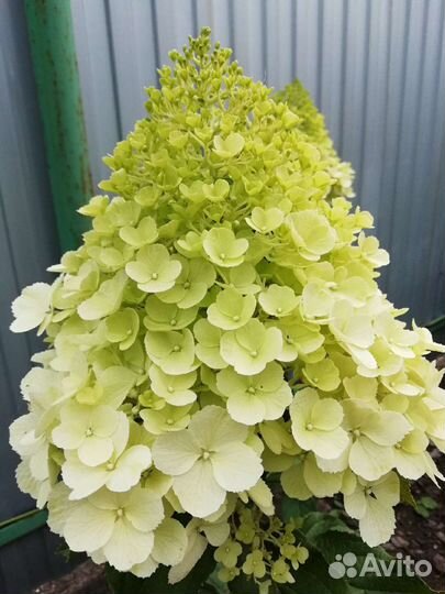 Лайм Лайт гортензия метельчатая