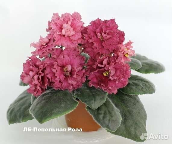 Фиалка сортовая