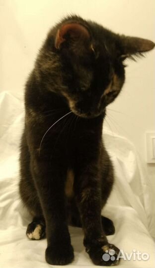 Кошка в дар