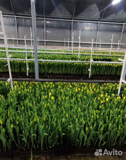 Луковица тюльпанов оптом 12;14+для выгонки