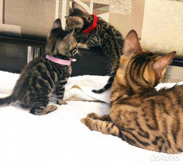 Бенгальские котята