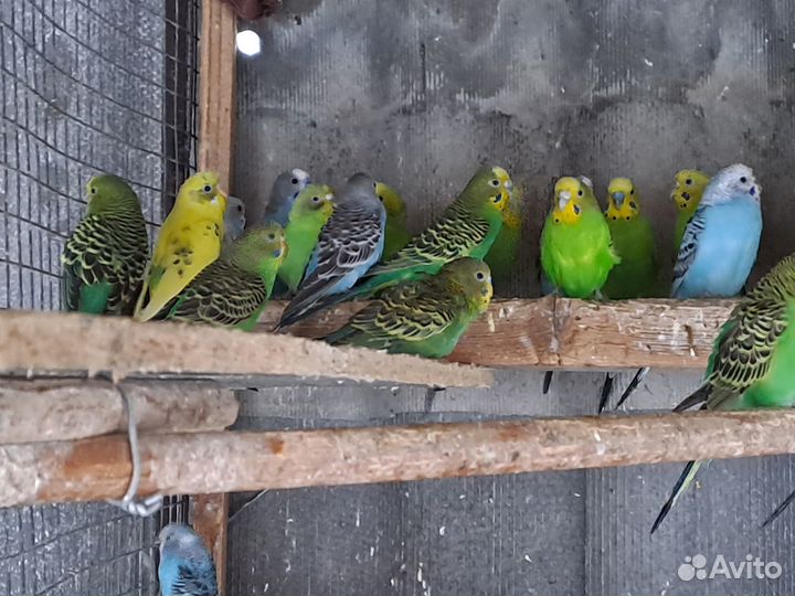 Волнистый попугай, Кореллы