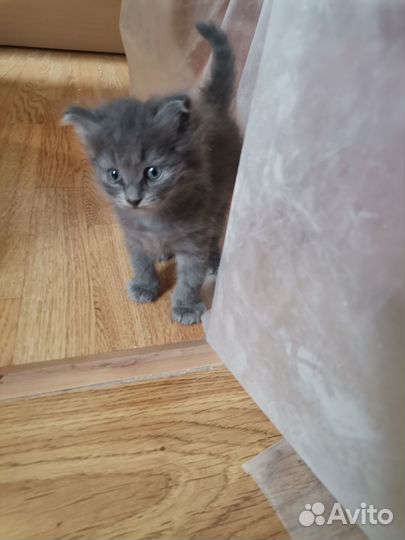 Котик в добрые руки