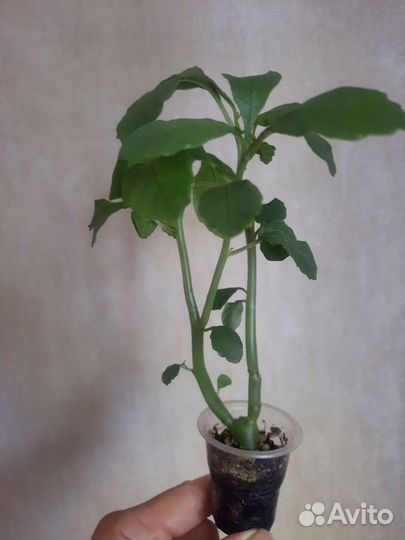 Каудексные экзоты