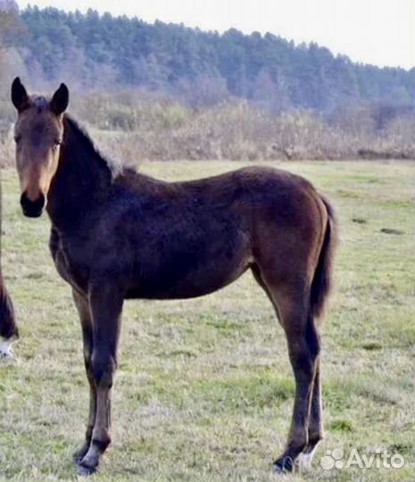 Ганновер 2023