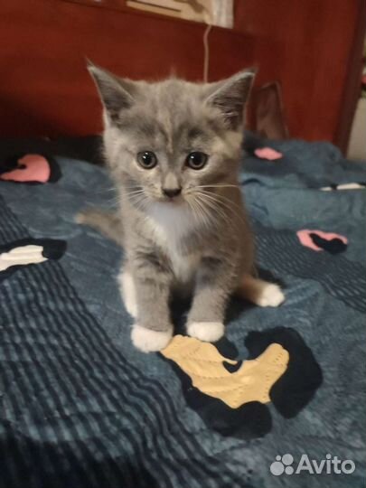 Серый пушистый котёнок девочка 1.5 месяца