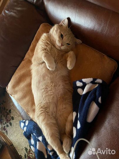 Котята-кошечки