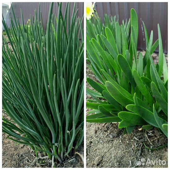 Душистые травы и многолетний лук