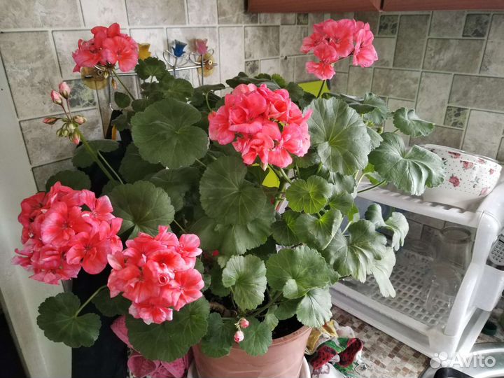 Пеларгония герань (коралловая)