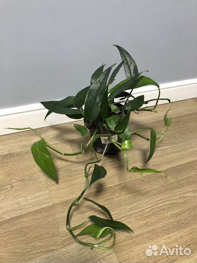 Эпипремнум Блю Форм