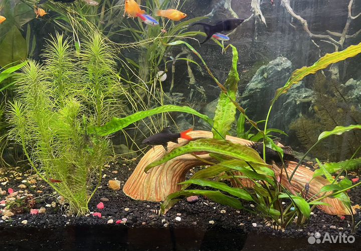 Аквариумные рыбки, растения, улитки