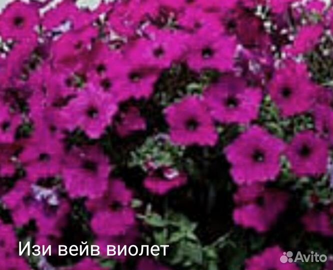 Семена петуний