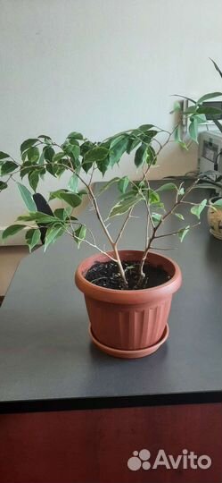 Фикус бенджамина пестролистный