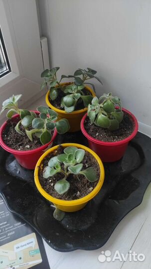 Аихризон дерево любви