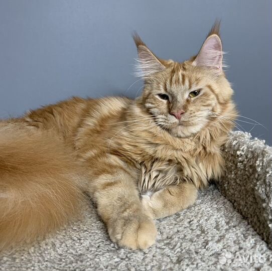 Мейн-кун Девочка