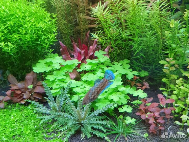 Живые растения для аквариума в Кудепсте) от