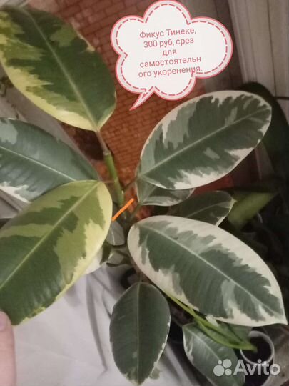 Компания из комнатных растений