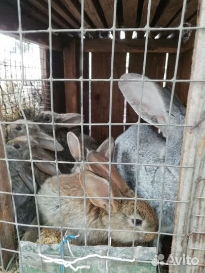 Крольчата
