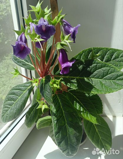 Тидея (глоксиния)