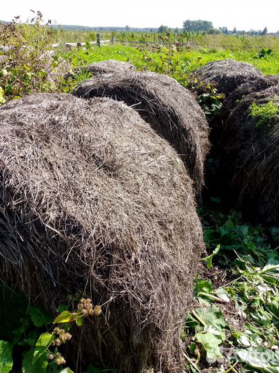 Сено в тюках