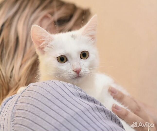 Белоснежный котёнок в дар