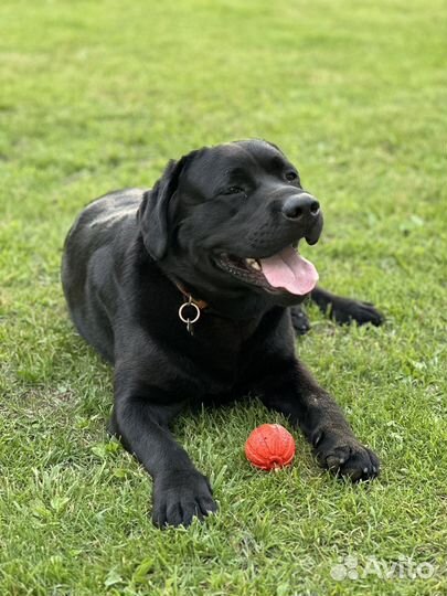 Собака Чемпион РФ для Вязки