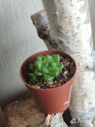 Суккуленты (наборы)