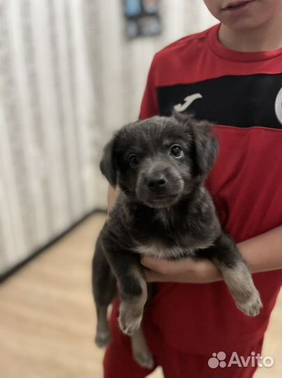 Щенки от маленькой собачки