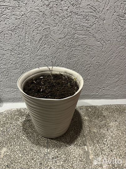 Вазоны для цветов