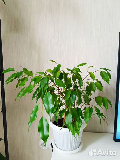 Продам фикус