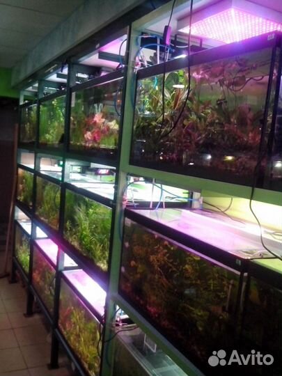 Большой выбор аквариумных рыбок