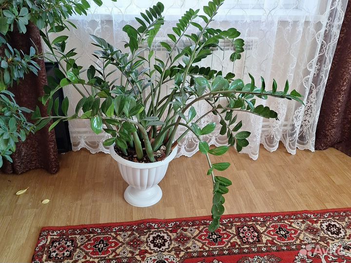 Замиокулькас