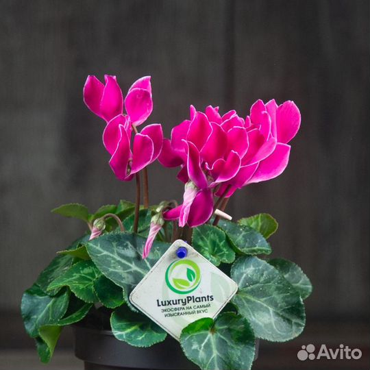 Цикламен малиновый 25/12