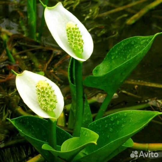 Растения для пруда