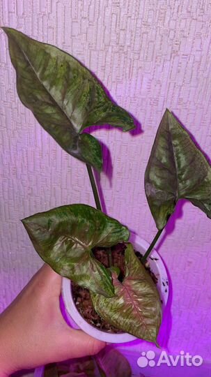 Сингониум Империал Вайт, Тиффани