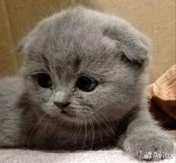 Шотландская вислоухая