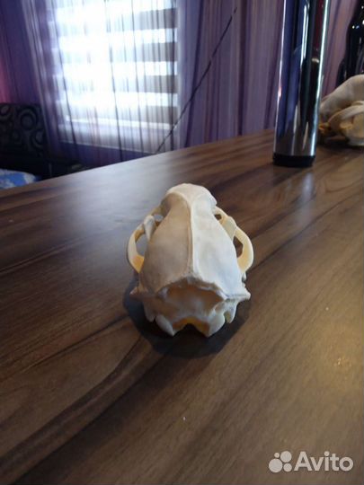 Череп барсука. имитатция